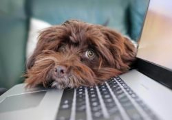 Comment gérer ses équipes en télétravail ? Faire confiance ou contrôler ?
