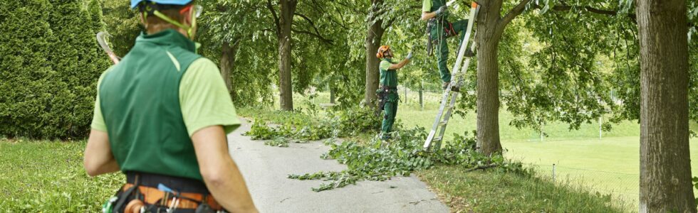 élagage des arbres par des bûcherons