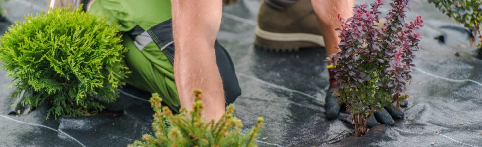 Paysagiste caucasien professionnel installant une toile de paillage dans un jardin résidentiel pour contrôler la propagation des mauvaises herbes.